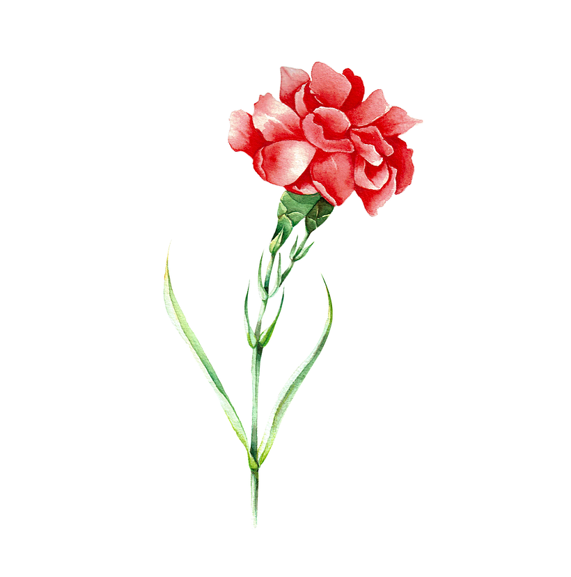 Flores botánica  6