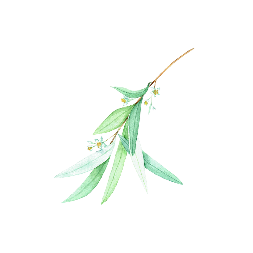 Flores botánica  7