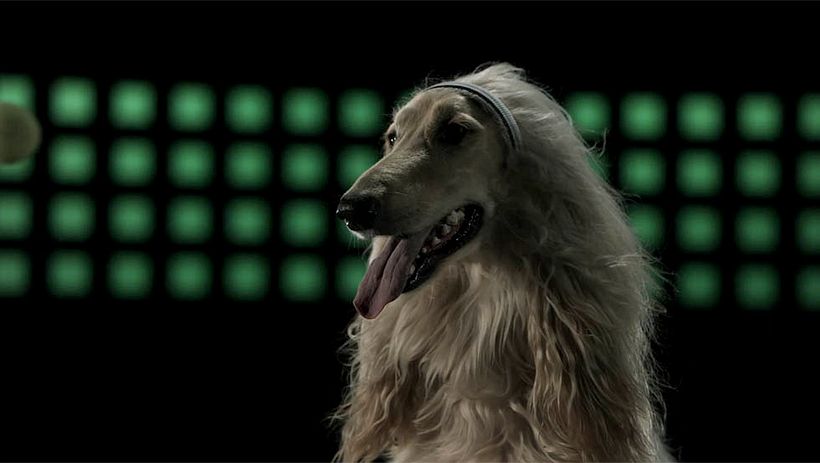 Medicus - Sporty Dogs 2