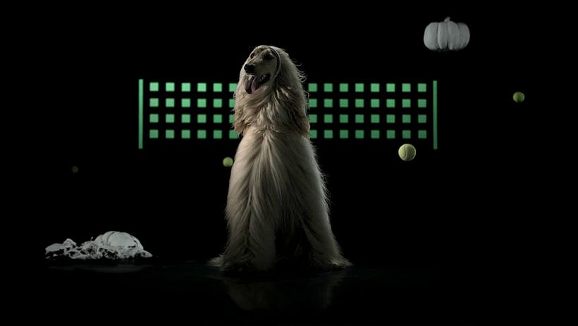 Medicus - Sporty Dogs 3