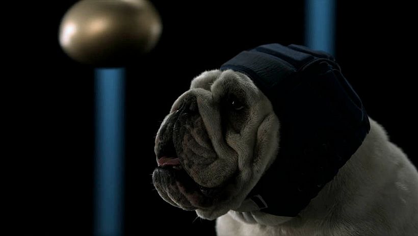 Medicus - Sporty Dogs 4