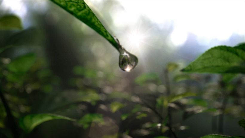Leaf Tea 1