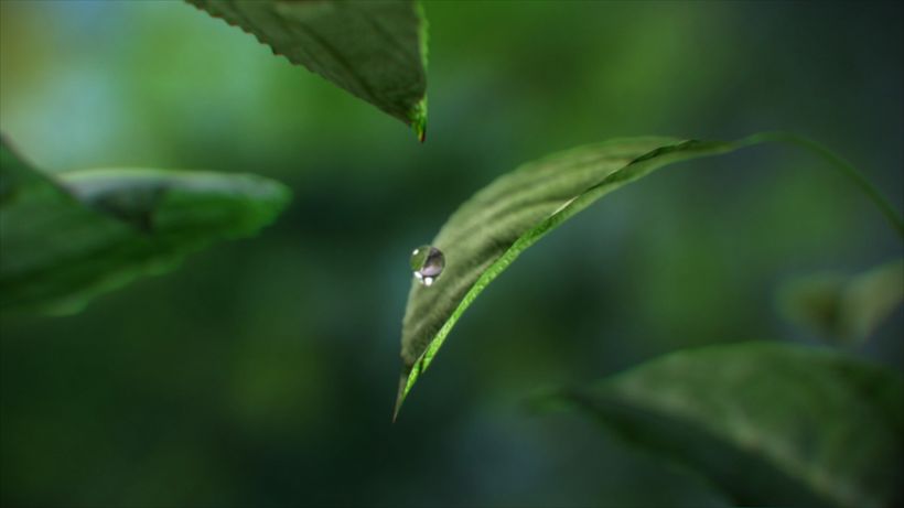 Leaf Tea 1