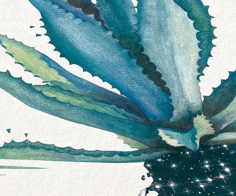 Agave Azul / Ilustración 1