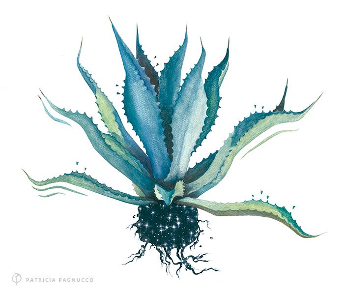 Agave Azul / Ilustración 0