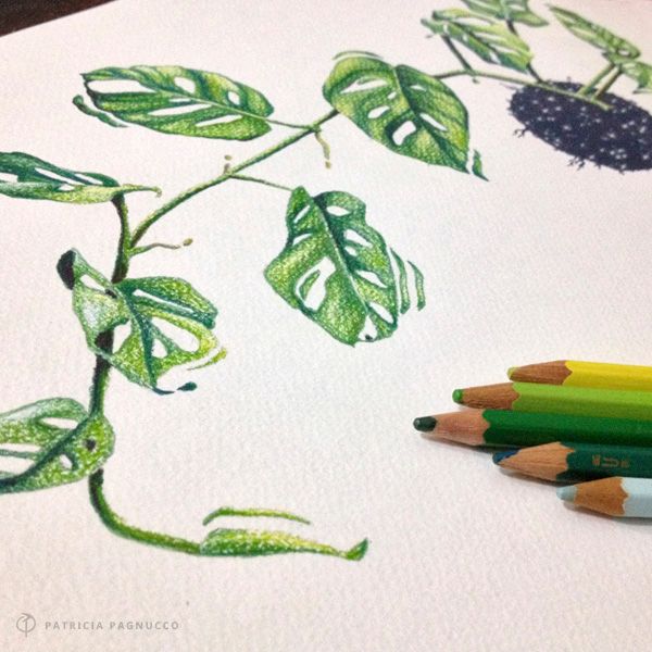 Monstera Obliqua / Ilustración 0