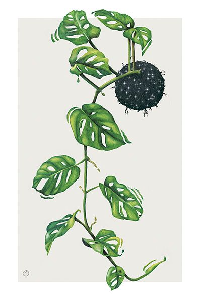 Monstera Obliqua / Ilustración 1