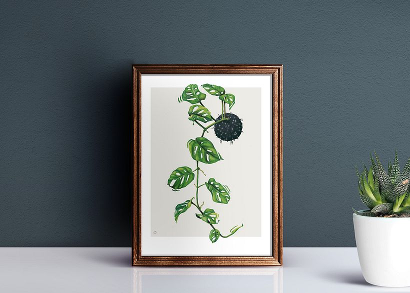 Monstera Obliqua / Ilustración 2