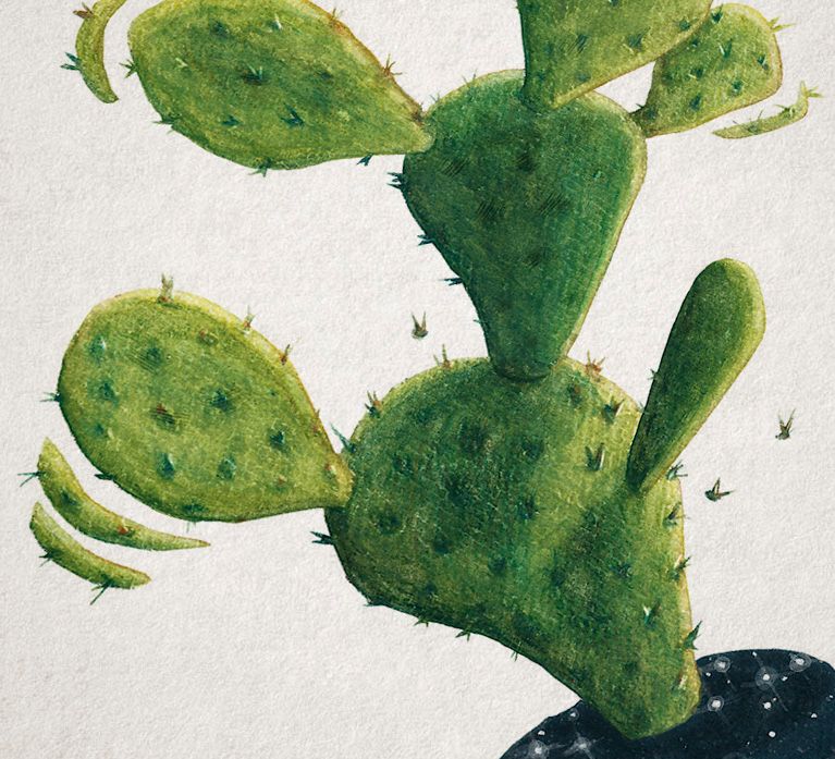 Nopal / Ilustración 0