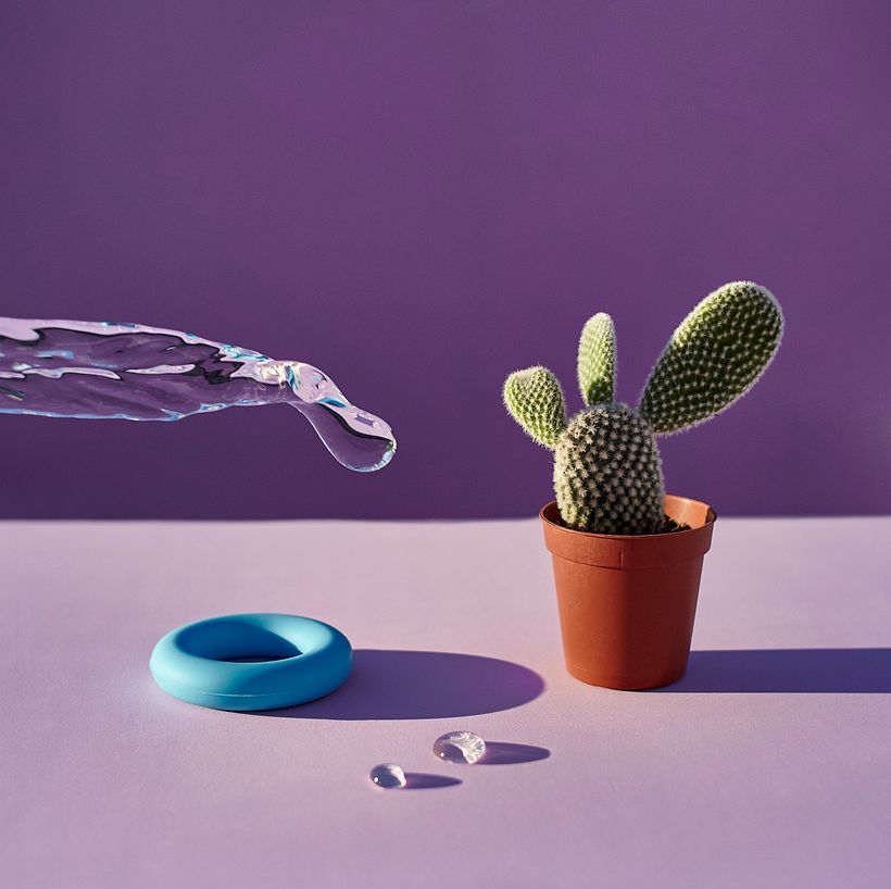 Cactus 0