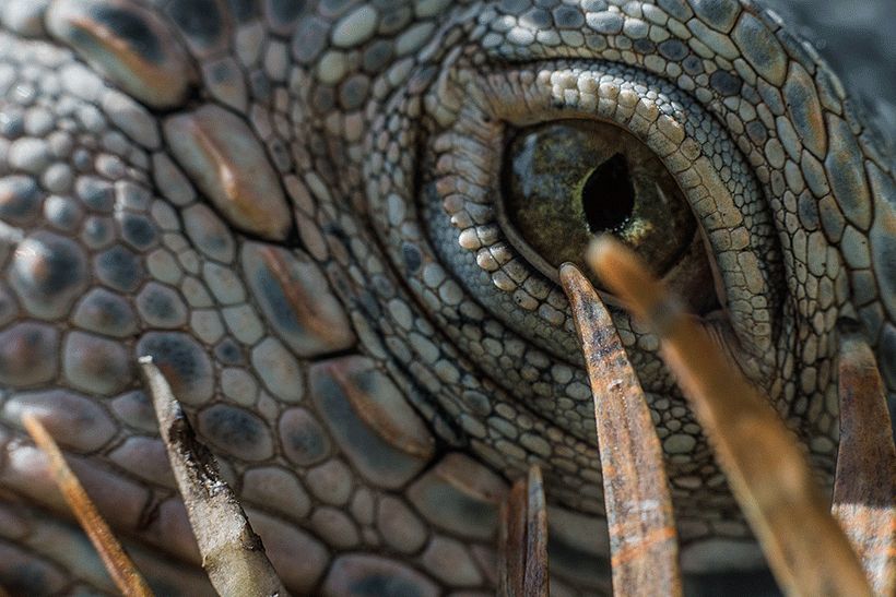 Reptilians are watching 3