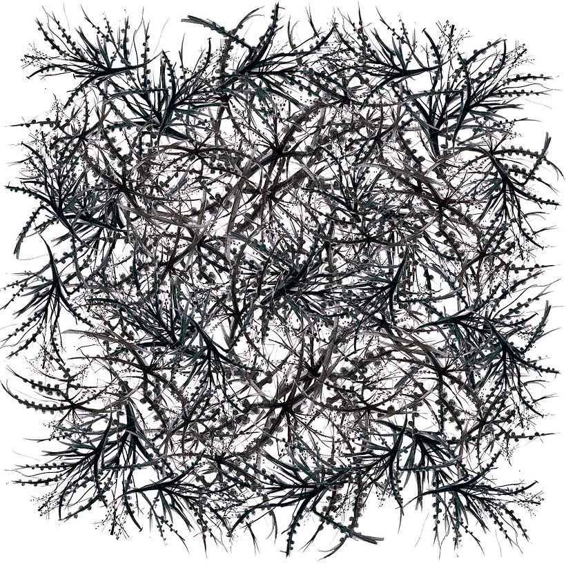Ramas/ Pattern .Tinta sobre papel. 1