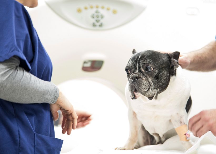 Fotografía veterinaria 0