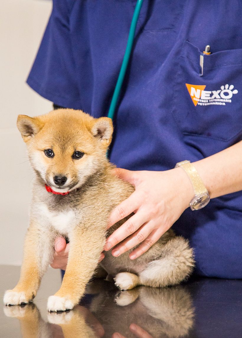 Fotografía veterinaria 1
