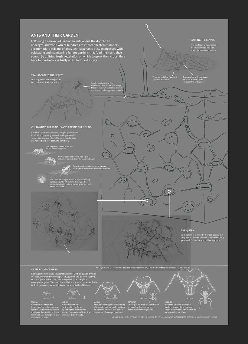 Ants and Their Nest 4