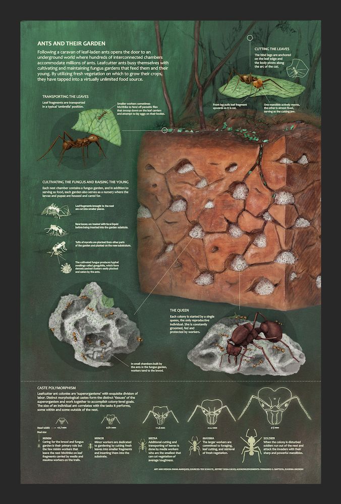 Ants and Their Nest 5