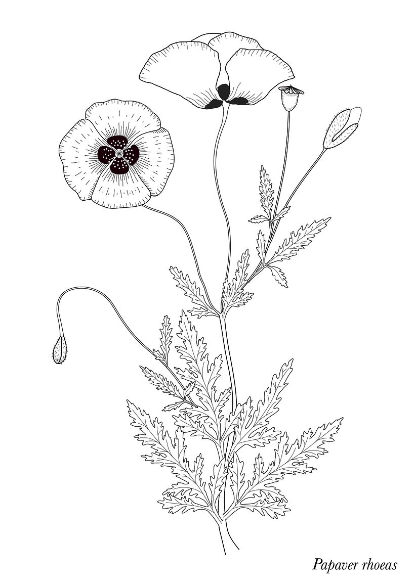 Mi Proyecto del curso: Diseño e ilustración de un Fanzine 5