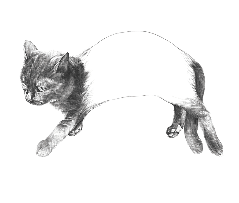 Pícaro - El gato macarra - Ilustración tradicional