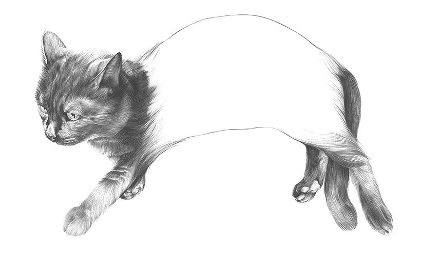 Pícaro - El gato macarra - Ilustración tradicional