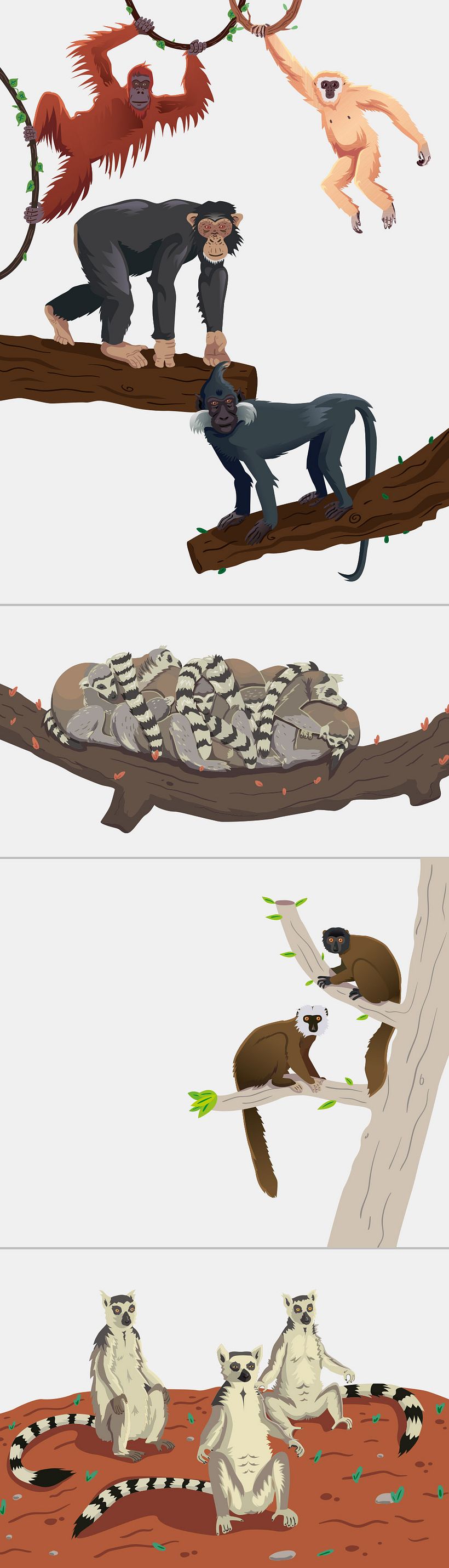 Ilustraciones para Rio Safari Elche 0