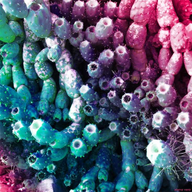 CACTUS · fotografía 1