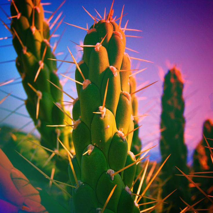 CACTUS · fotografía 2