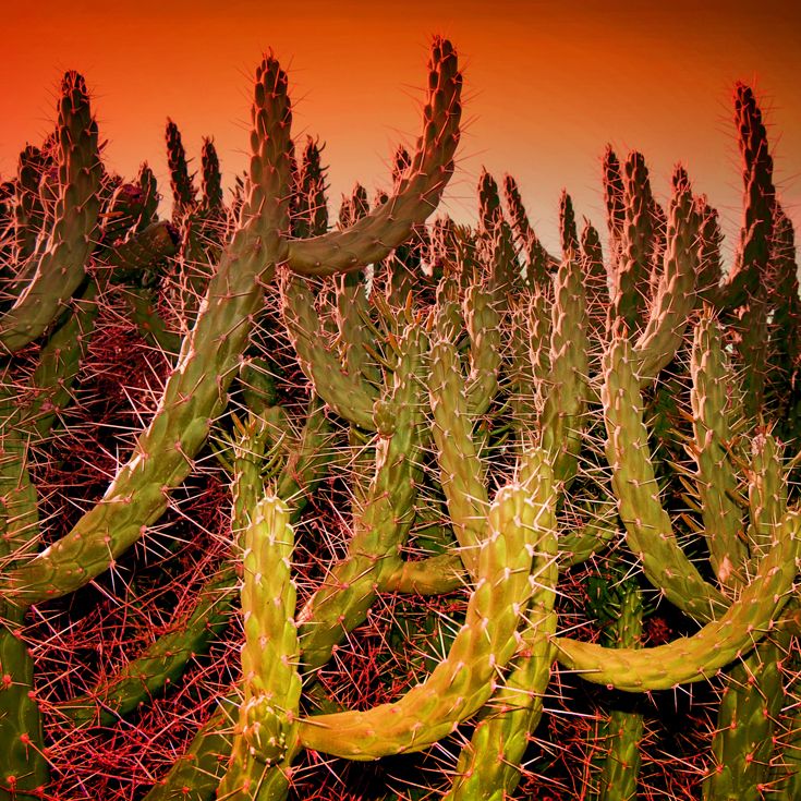 CACTUS · fotografía 3