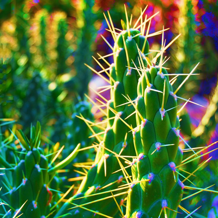 CACTUS · fotografía 4