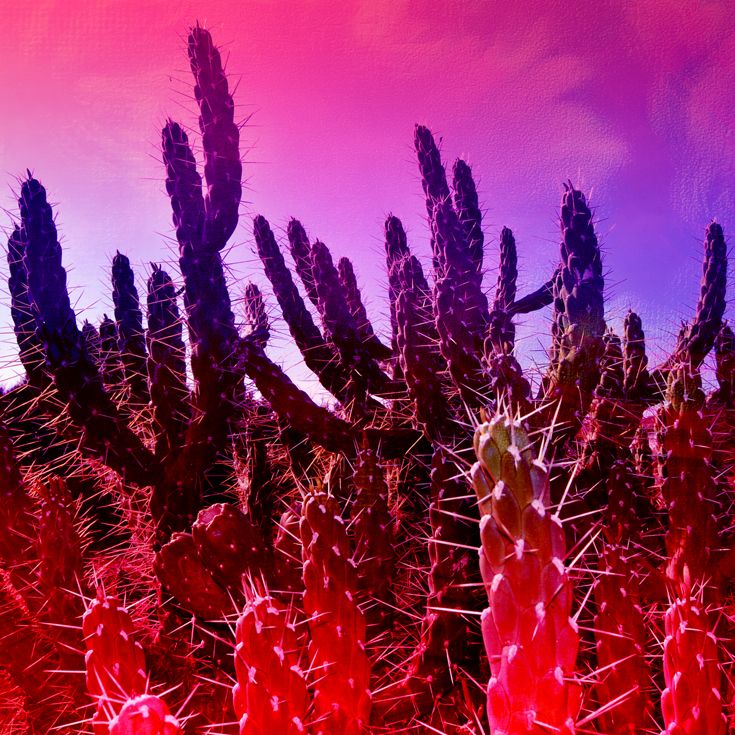 CACTUS · fotografía 5