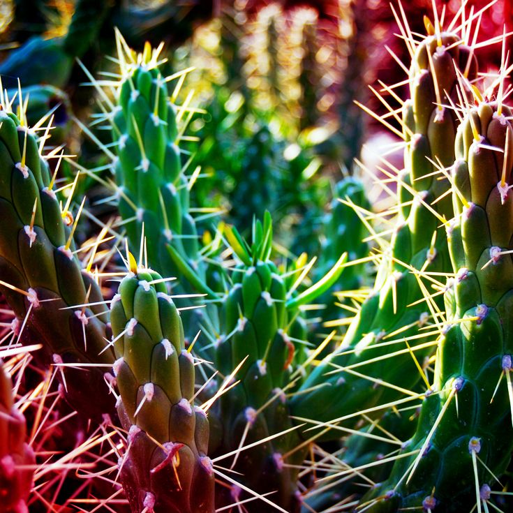 CACTUS · fotografía 6
