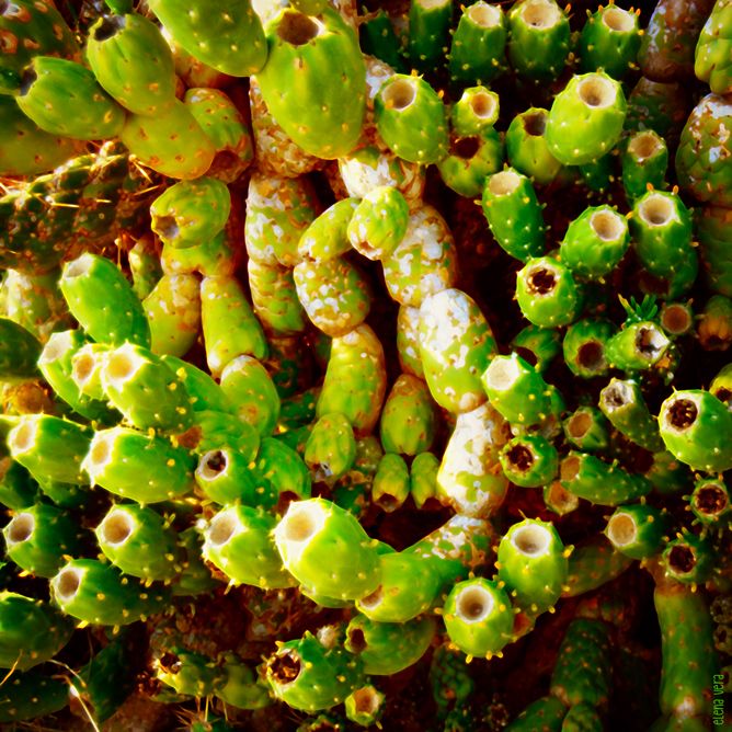 CACTUS · fotografía 7