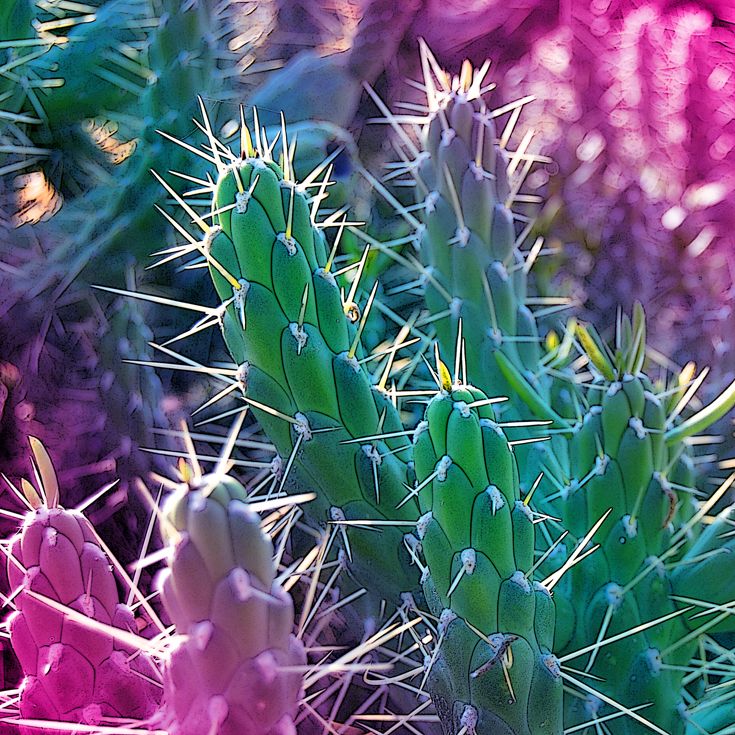 CACTUS · fotografía 8