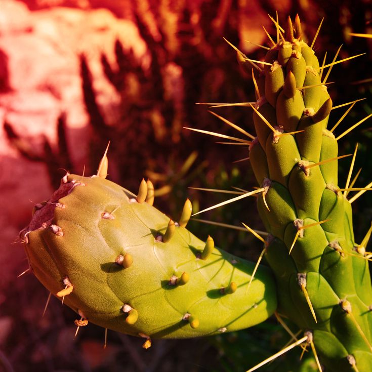 CACTUS · fotografía 9