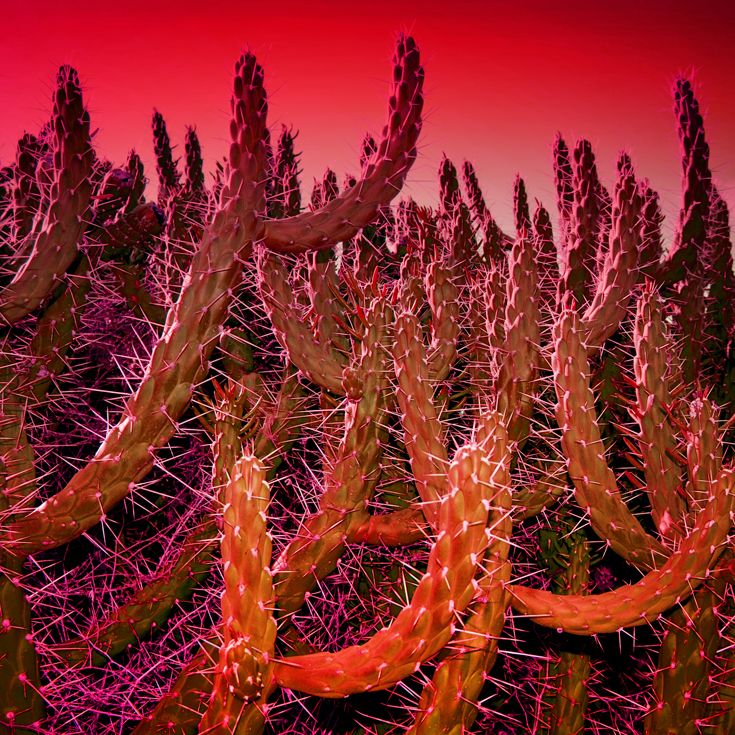 CACTUS · fotografía 10