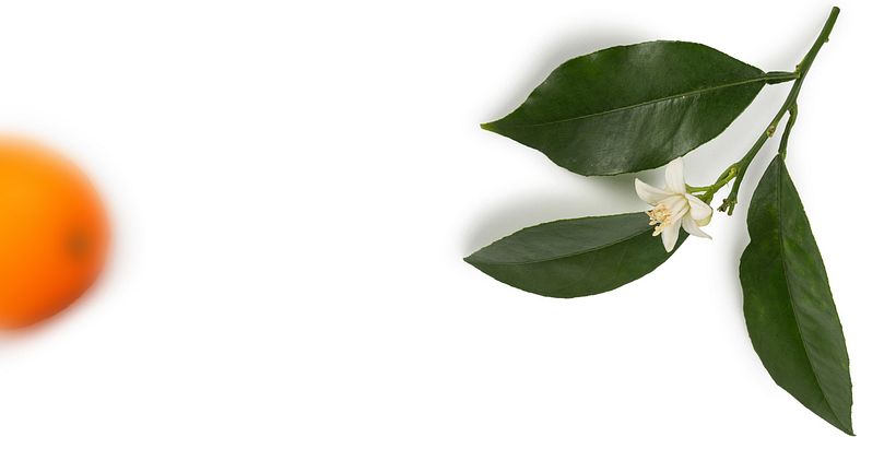 Zumox, zumo de naranja natural 9