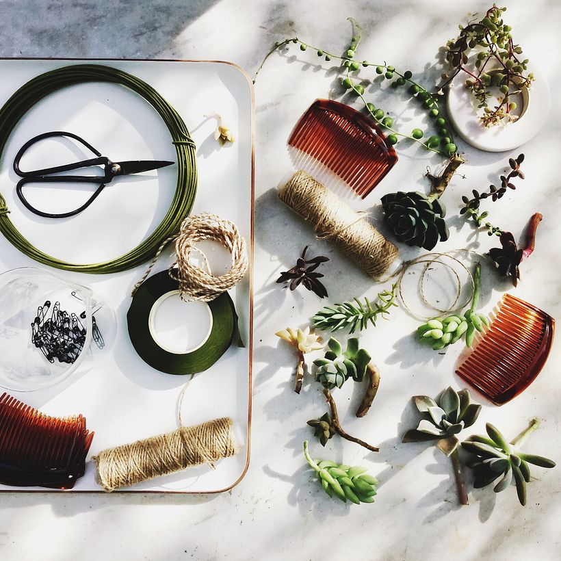 [Accesorios vivos de Suculentas] 0