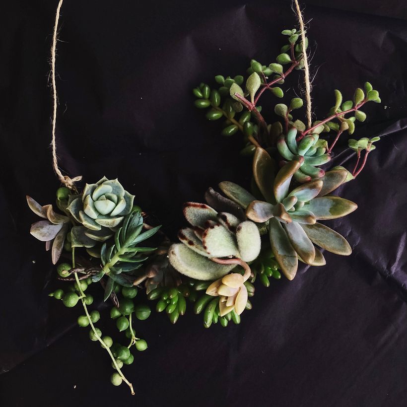 [Accesorios vivos de Suculentas] 3