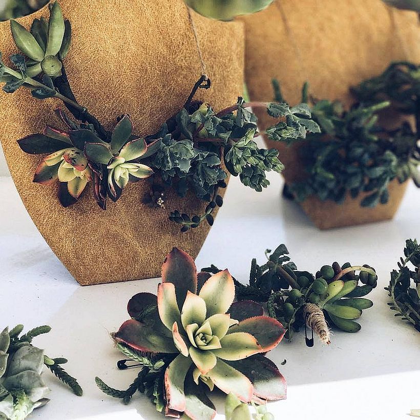 [Accesorios vivos de Suculentas] 4
