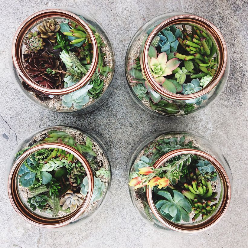 [Terrarios de Cactus & Suculentas] 0