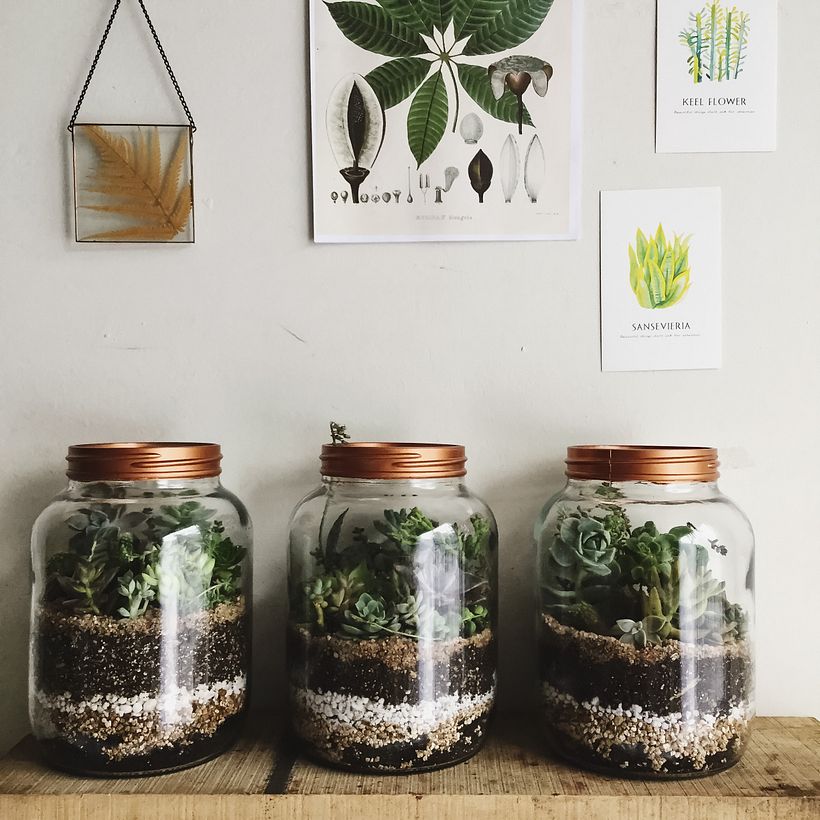 [Terrarios de Cactus & Suculentas] 1