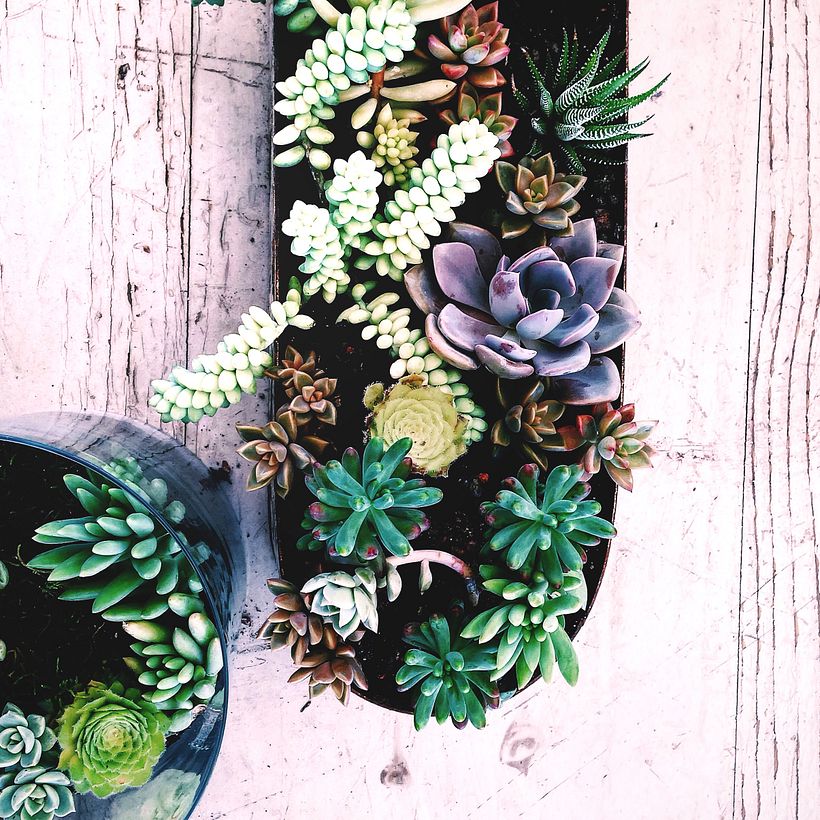 [Terrarios de Cactus & Suculentas] 3