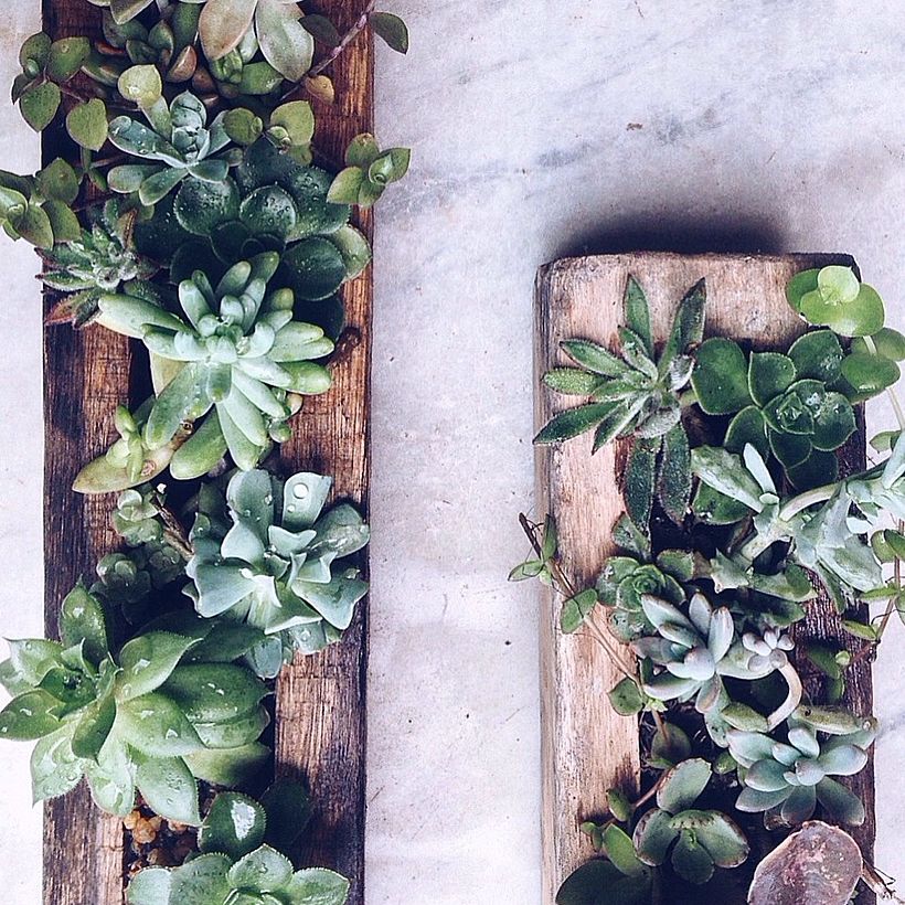 [Terrarios de Cactus & Suculentas] 4