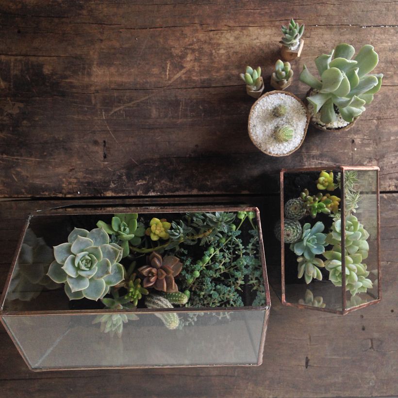 [Terrarios de Cactus & Suculentas] 5