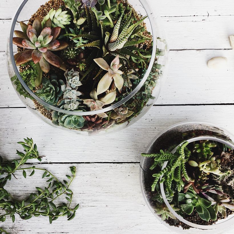 [Terrarios de Cactus & Suculentas] 6