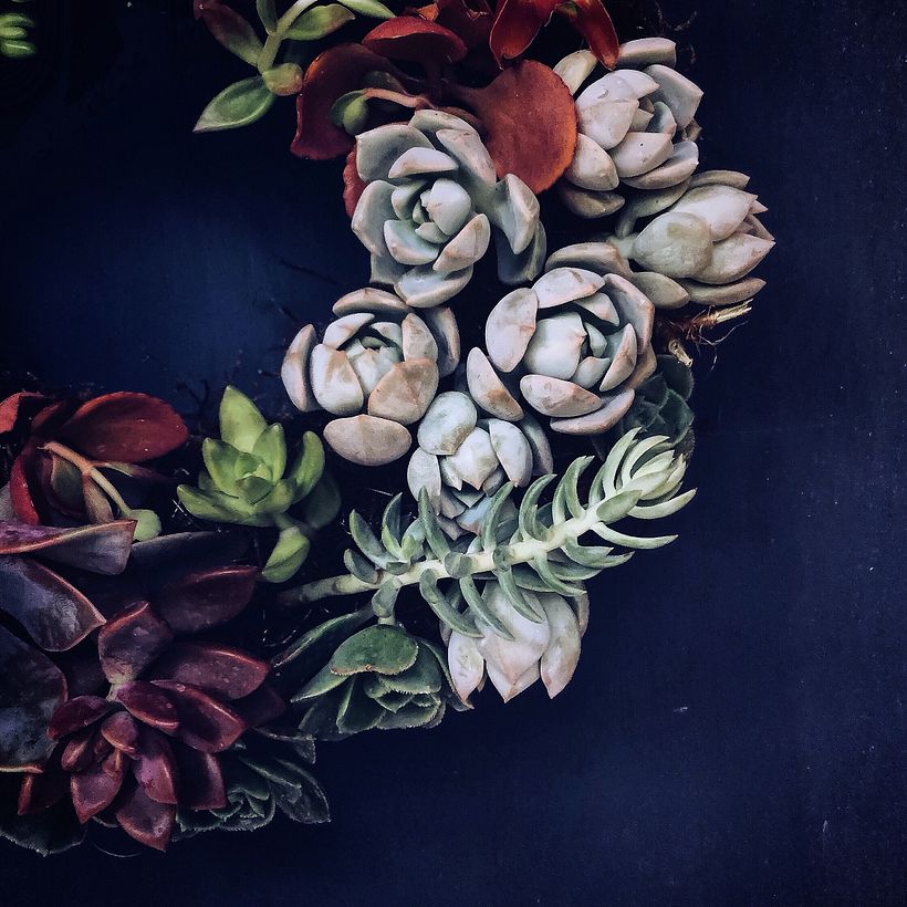 [Rosca de Suculentas] 2