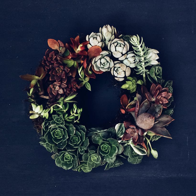 [Rosca de Suculentas] 3