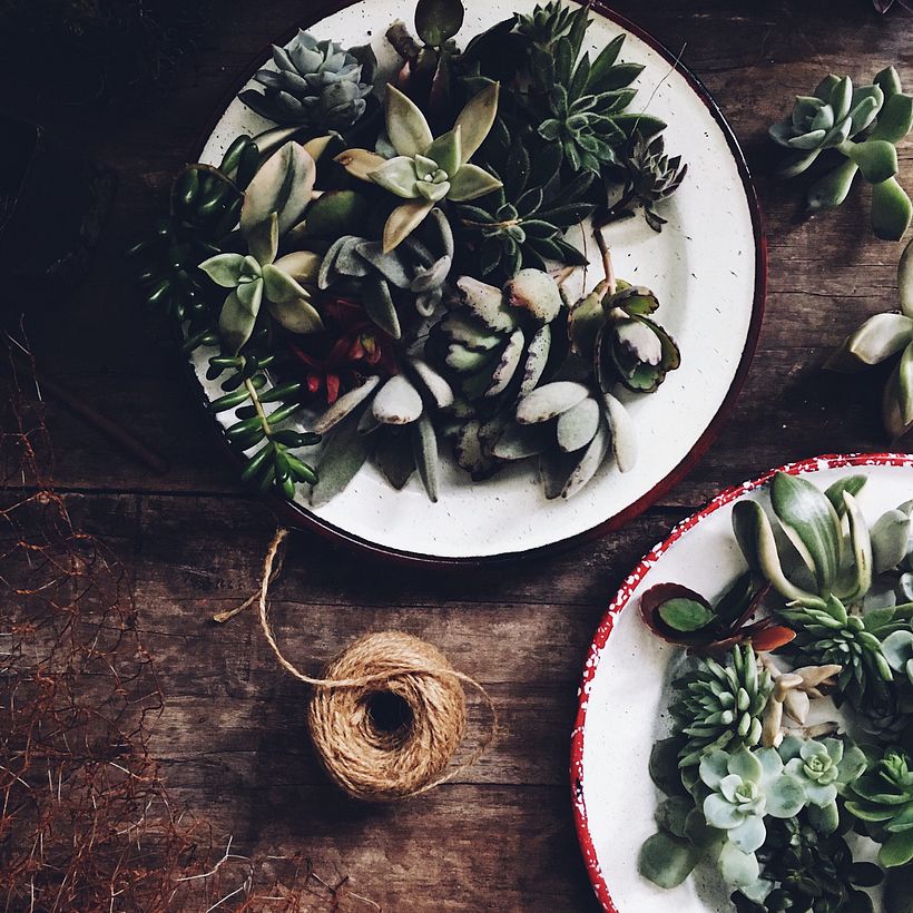 [Rosca de Suculentas] 4