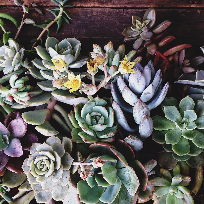 [Rosca de Suculentas] 5