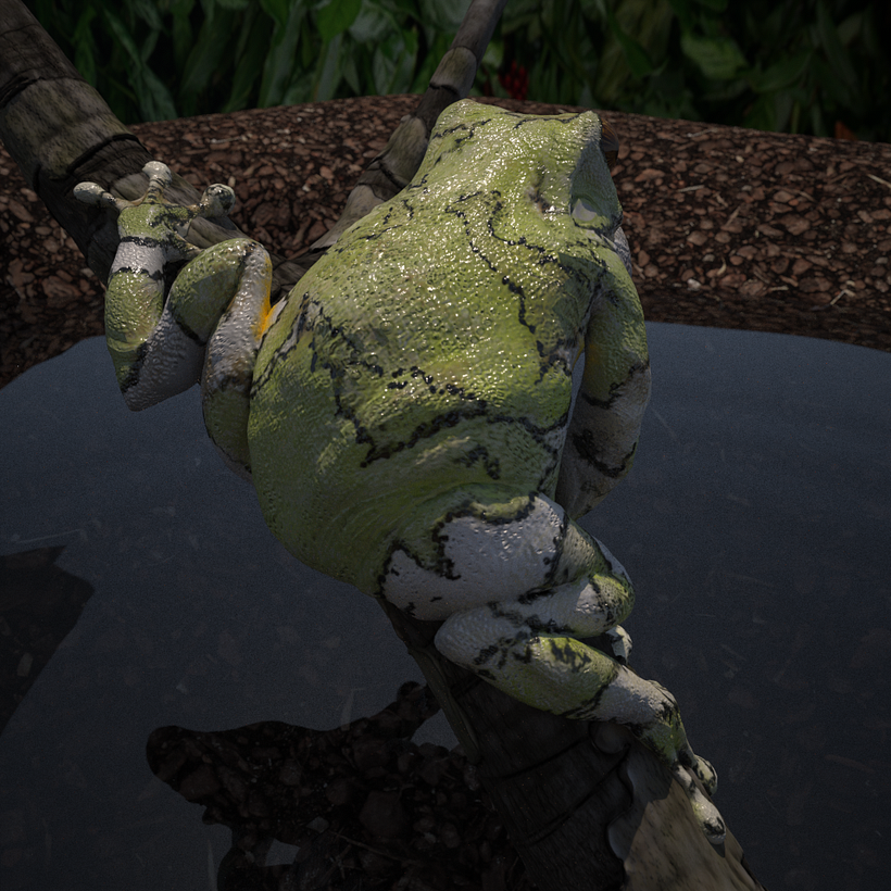 Frog render 1