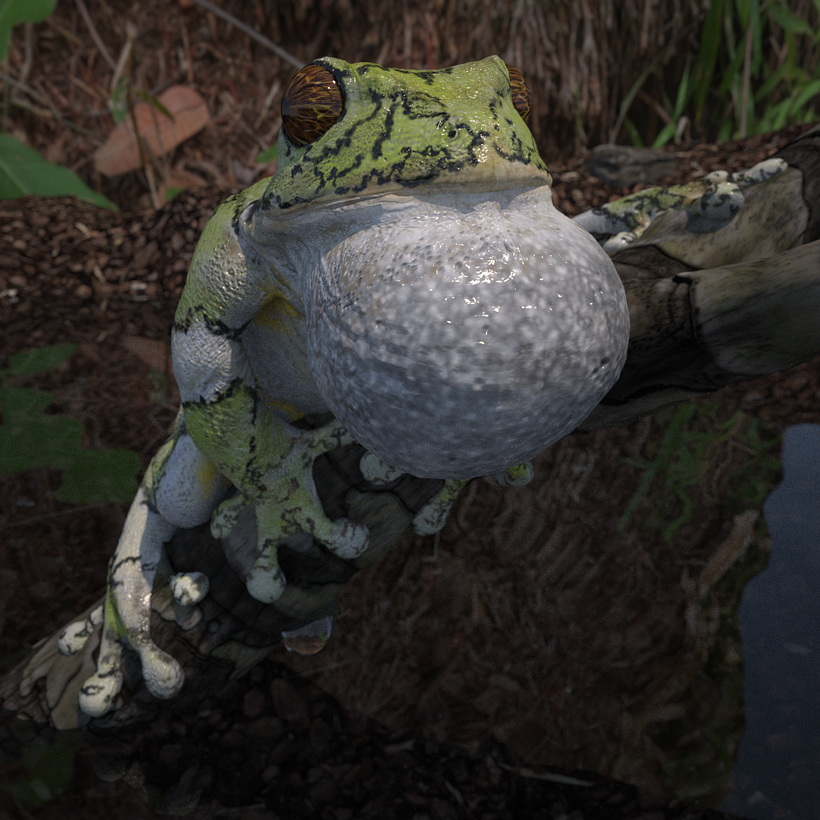 Frog render 2